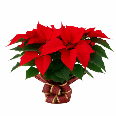 SMALL POINSETTIA