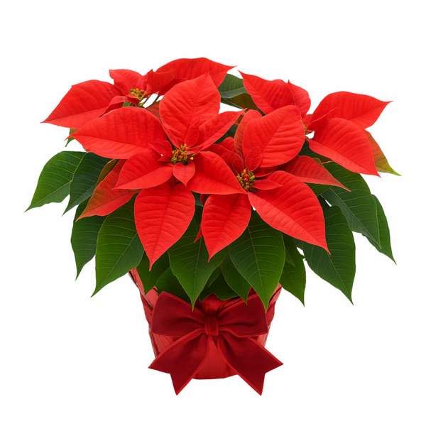 MEDIUM POINSETTIA