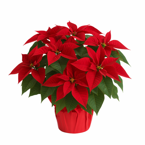 LARGE POINSETTIA