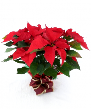 SMALL POINSETTIA